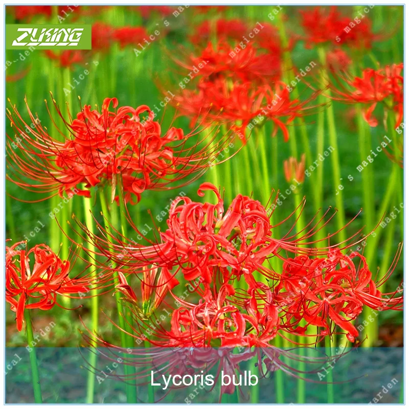 

ZLKING 2 Bulbs Lycoris Radiata Rare Chinese Red Flower Bulb Potted Palnt Perennial Planting Bonsai Flowers For Home Garden