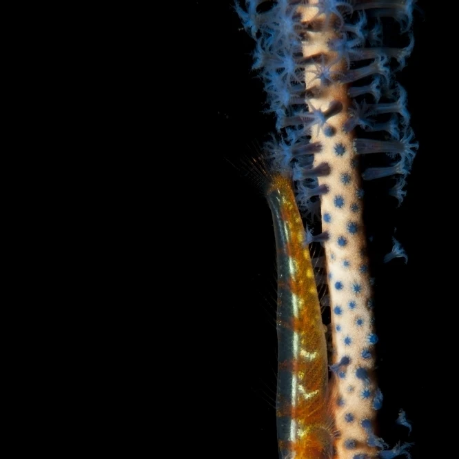 Large whip goby on orange and blue whip coral  Bali Poster Print (22 x 34)