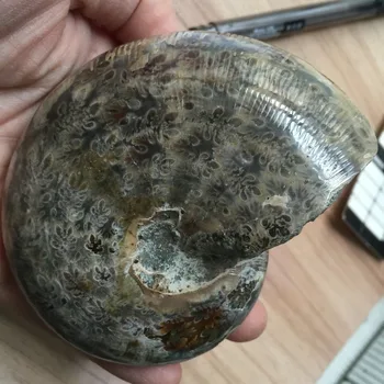 

BG695---358g Christmas Decoration for Home Natural Rough Ammonite Conch Shell Specimen Minerals Hot Sale Ornaments