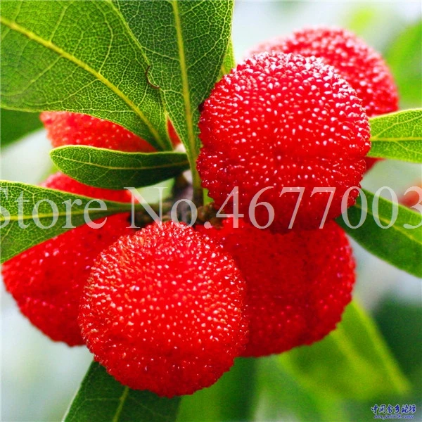 10 Pcs Rare Black Myrica Rubra Bonsai Red Bayberry Bonsai Perennial Arbutus Taste Sweet Fruit Tree Bonsai for Flower Pot Planter