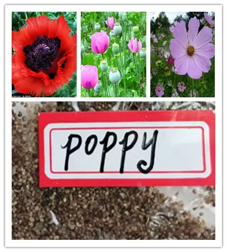 

100pcs Poppy Flower Bonsai Plant Fresh 100% Genuine Garden Plants Beautifying Novel Flowers