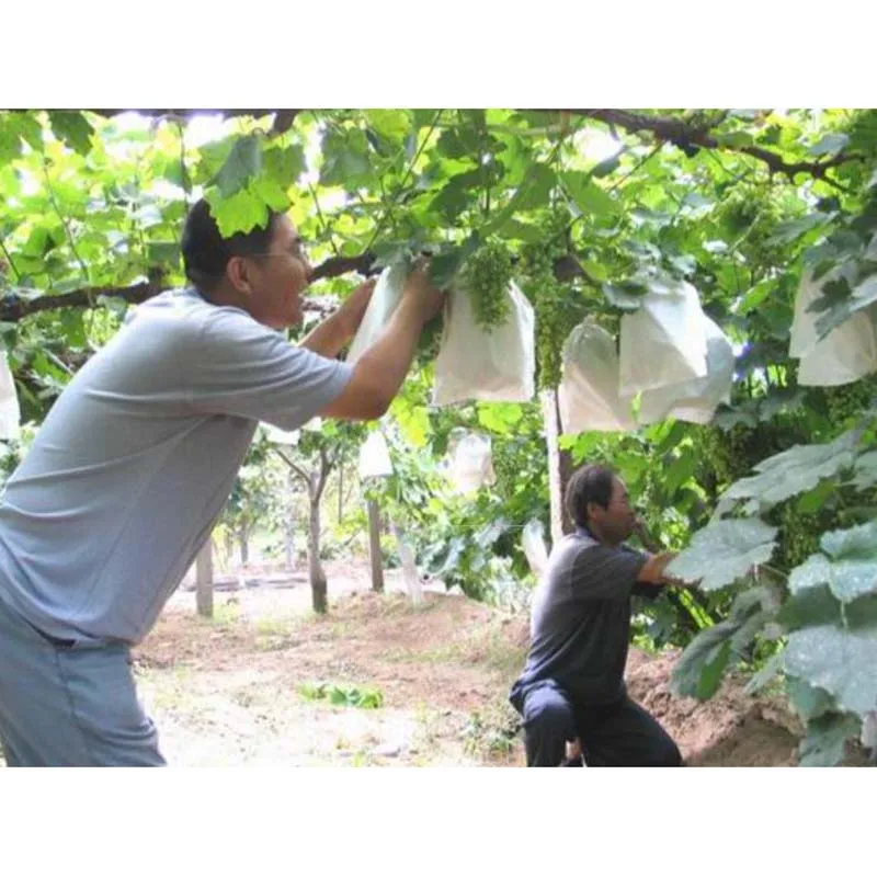 

50Pcs Grape Protection Grow Bag Anti-Bird Insect Net Bag Vegetable Fruit Protect Breeding Bag Prevent Fruit Tree 2Size
