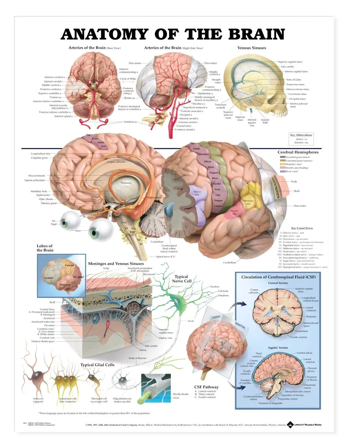 Анатомия человека системы мозга плакат анатомическая диаграмма Человеческого Тела Медицинский художественный настенный плакат Шелковый принт для образования домашнего декора