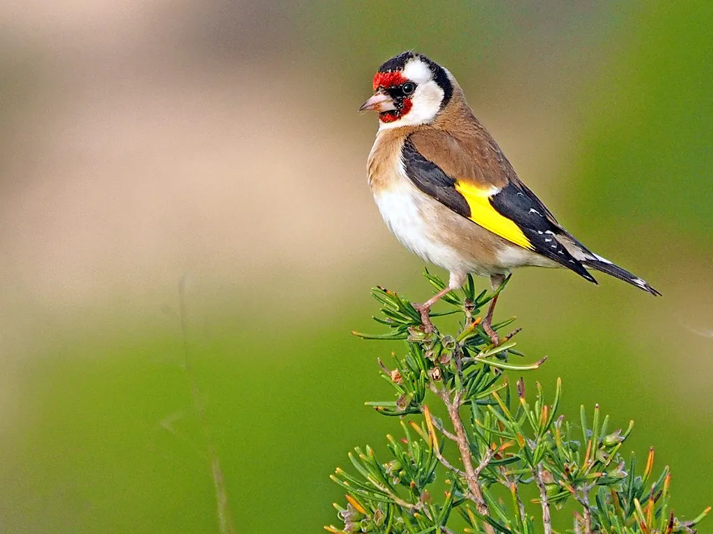 

5D Diy Diamond Painting goldfinch Cross Stitch Diamond Embroidery Full Diamond Painting for Children's