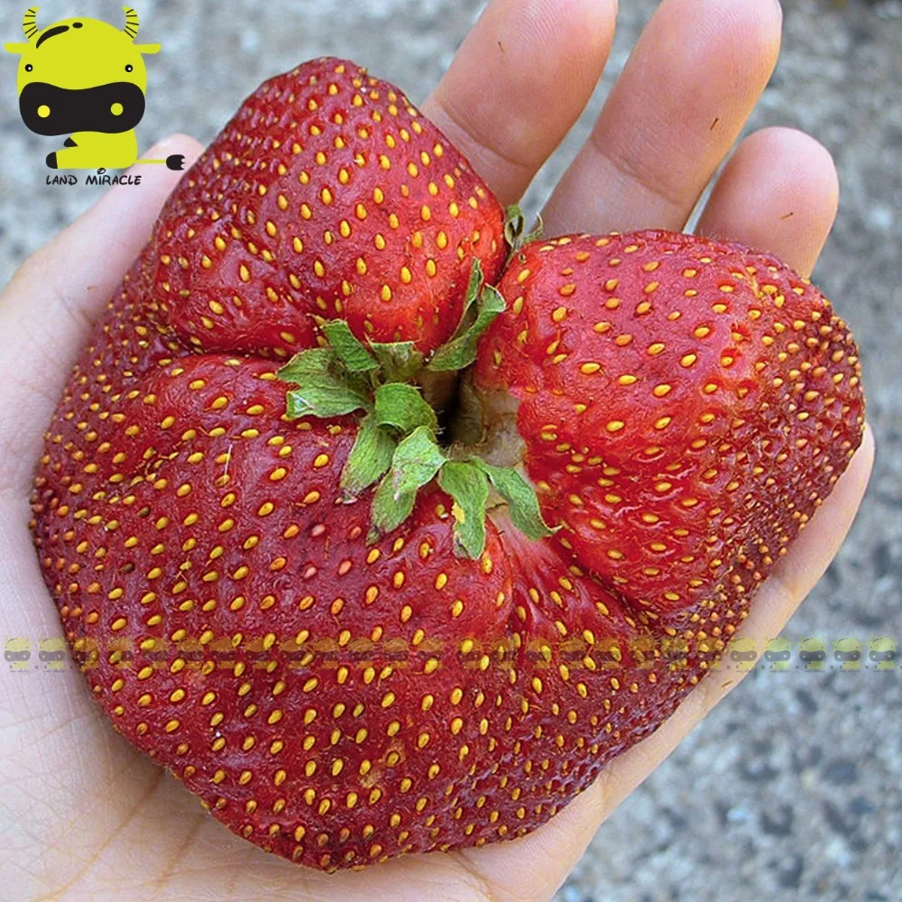organic non gmo strawberry seeds