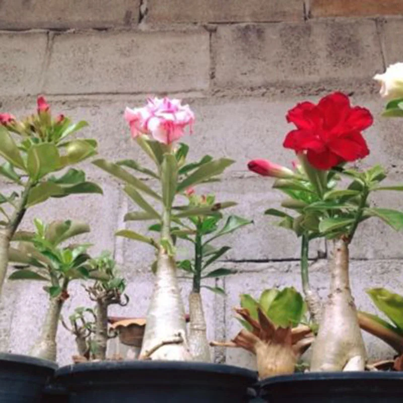 120Pcs Desert Rose Bonsai Mixed Color Varieties Plants Bonsai Indoor potted Adenium Obesum Flower For Garden Decoration BS 120Pcs Desert Rose Bonsai Mixed Color Varieties Plants Bonsai Indoor potted Adenium Obesum Flower For Garden Decoration BS