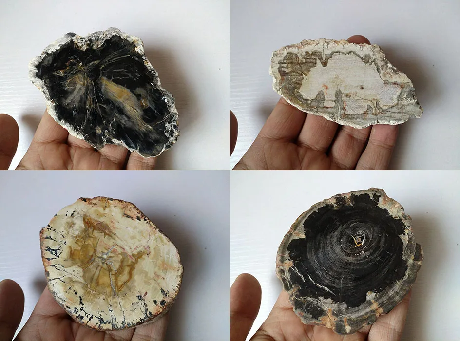 "-4" окаменевшая древесина образец плиты Fossil Polished Rock Мадагаскар-1 шт