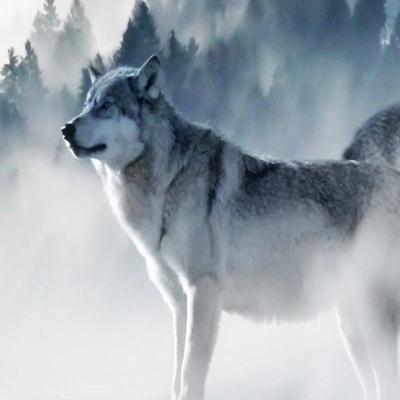 fog-foggy-hazy-89773 -  2
