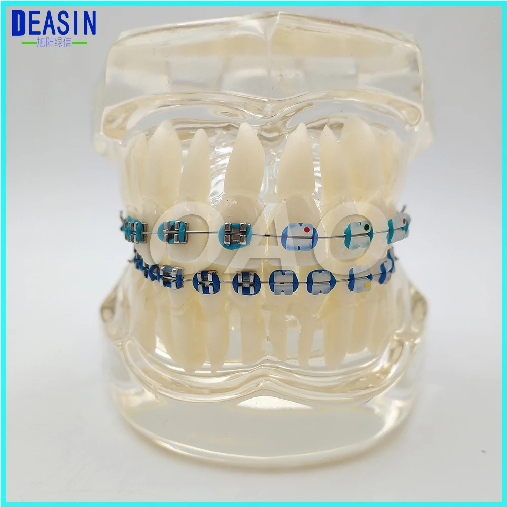 Buy Dental Orthodontics Typodont Teeth Model Half