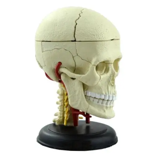 В 4D черепно-анатомическая модель состоит из 12 компонент модели и Новинка 3d черепно-модели