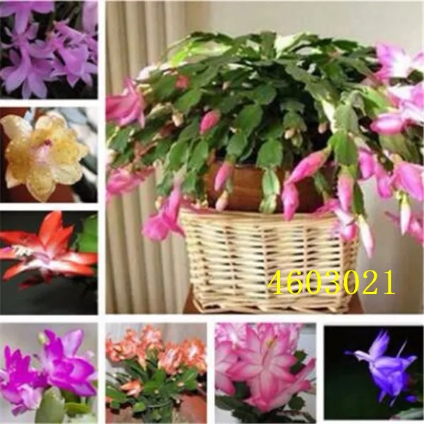 

100 Pcs Zygocactus Truncatus bonsai Rare Schlumbergera bonsai Orchid Bonsai Flower Multi-Colored Choose DIY for Home Gard