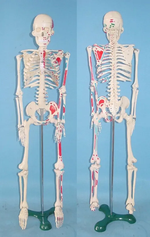 65cm human Skeleton model Human specimens free shippingin Medical