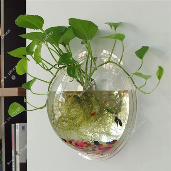 Hot Fish Tank Wall Mounted Plant Gr Seeds Bowl Aquarium Hot Fish Tank Wall Mounted Plant Gr Seeds Bowl Aquarium Hanging Pot Home 1000 Pcs In Bonsai From Garden On Aliexpress Alibaba