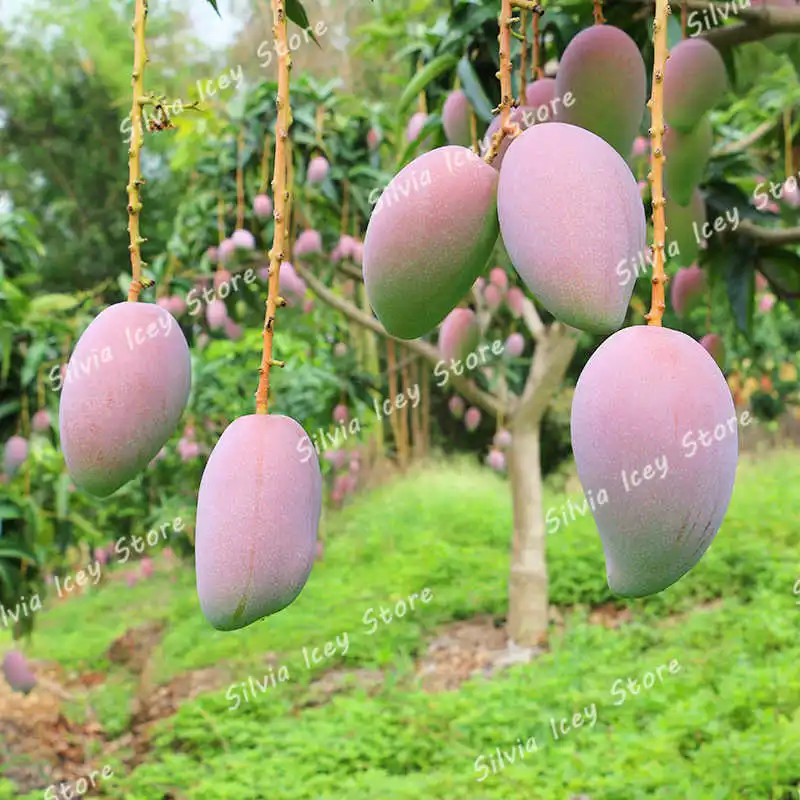 

100% true Mango plants Very Delicious Fruit Very Easy Grow For Home Garden plant 1 pcs/bag
