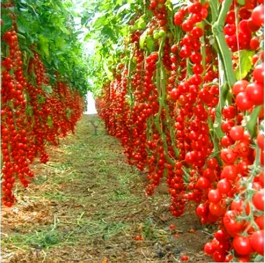 Самая низкая цена! томат бонсай 100 томатное дерево NO-GMO растение для домашнего сада, лучшее питание для ужина дети любят овощи