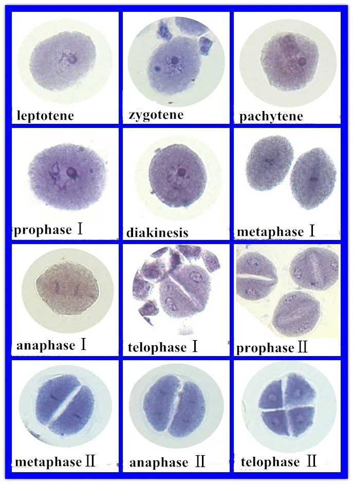 12 шт кукурузный Пыльник Meiosis слайды набор