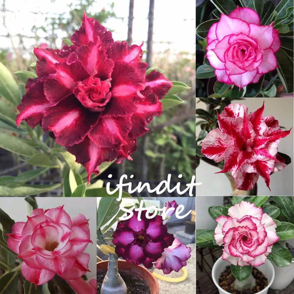 

2pcs Genuine Desert Rose Adenium Obesum Bonsai Potted Dwarf Ornamental Plants for Balcony Outdoor & Indoor Rare Flowers Garden