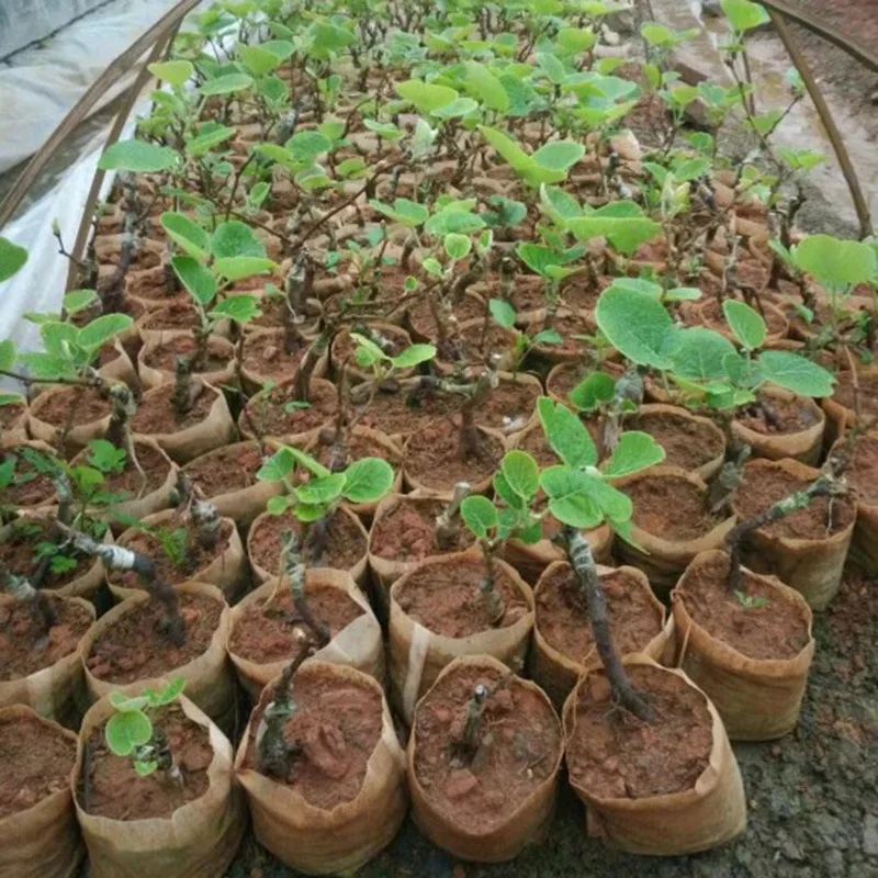 100pcs Biodegradable Plant Grow Non-woven Nursery Bags Eco-Friendly Agriculture Vegetable Seedling Planting Pot