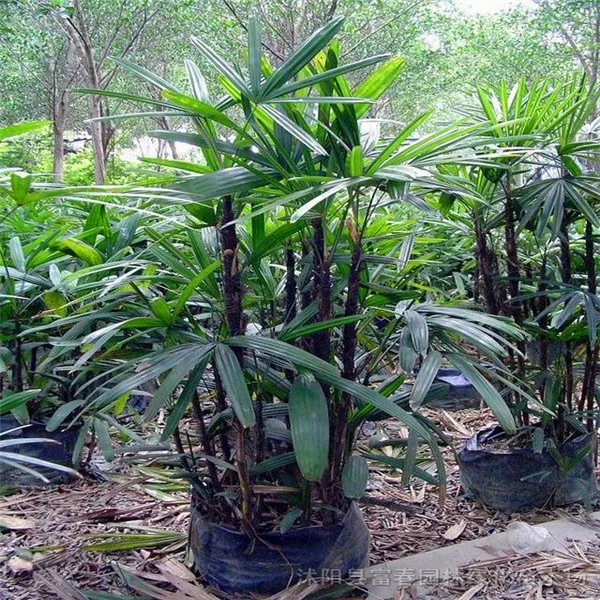 

20 pcs Bonsai tree Palm bamboo Plants for garden