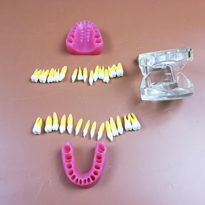 1 Piece Removable Model with 28pcs teeth and Soft Gum Dental Teeth Model Without screw 1 Piece Removable Model with 28pcs teeth and Soft Gum Dental Teeth Model Without screw
