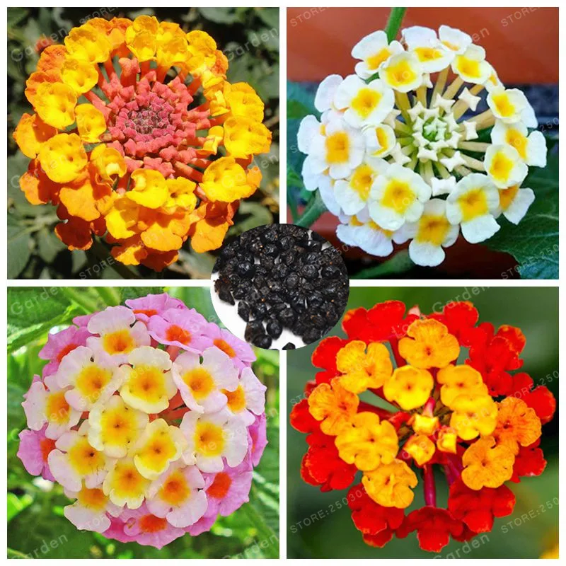 

20 pcs / Pack Lantana Camara Bonsai Multi Color Optional Rare Perennial Bonsai Flower Bonsai Plant For Home Garden