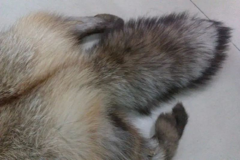 

Luxury Fabric Style 3 material stuff leather fox real fur cheap and good quality Garment Textile accessories free ship