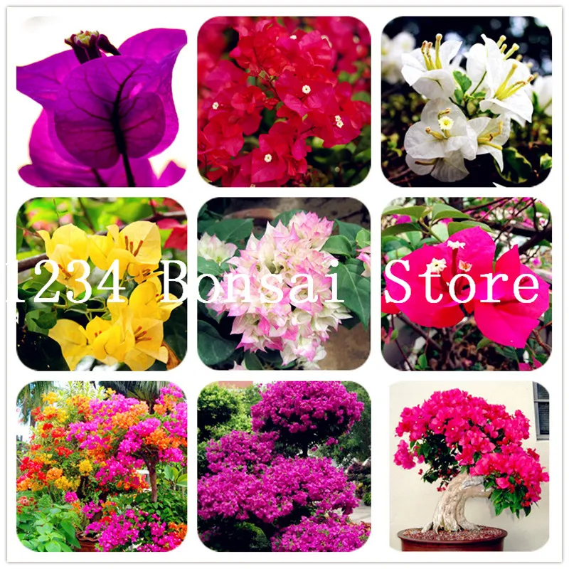 9 видов цветов Бугенвиль Spectabilis Willd можно выбрать многолетнее Бонсай завод цветок бугенвиллея бонсай 50 шт