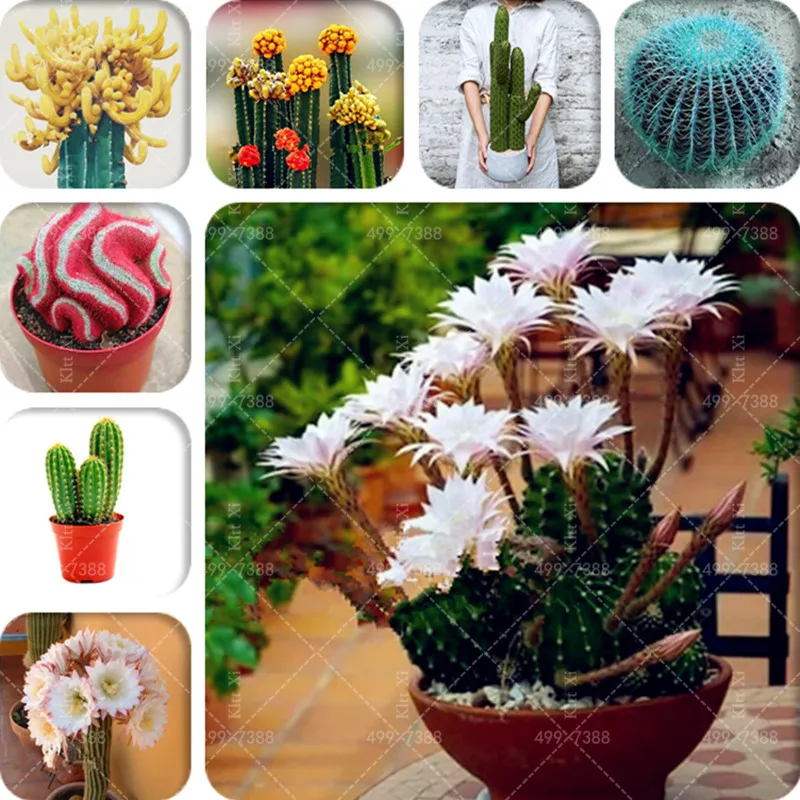 

500 pcs Living Stone Flower Cacti Cactus Bonsai Rare Succulent Plant Colorful Meaty Plant Easy Grow Garden Decor Prickly Pear