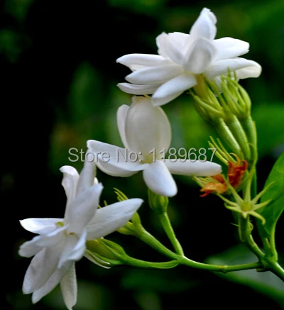 20pcs/bag white jasmine flower, fragrant plant arabian jasmine bonsai free shipping- high quality 98% Germination rate 20pcs/bag white jasmine flower, fragrant plant arabian jasmine bonsai free shipping- high quality 98% Germination rate