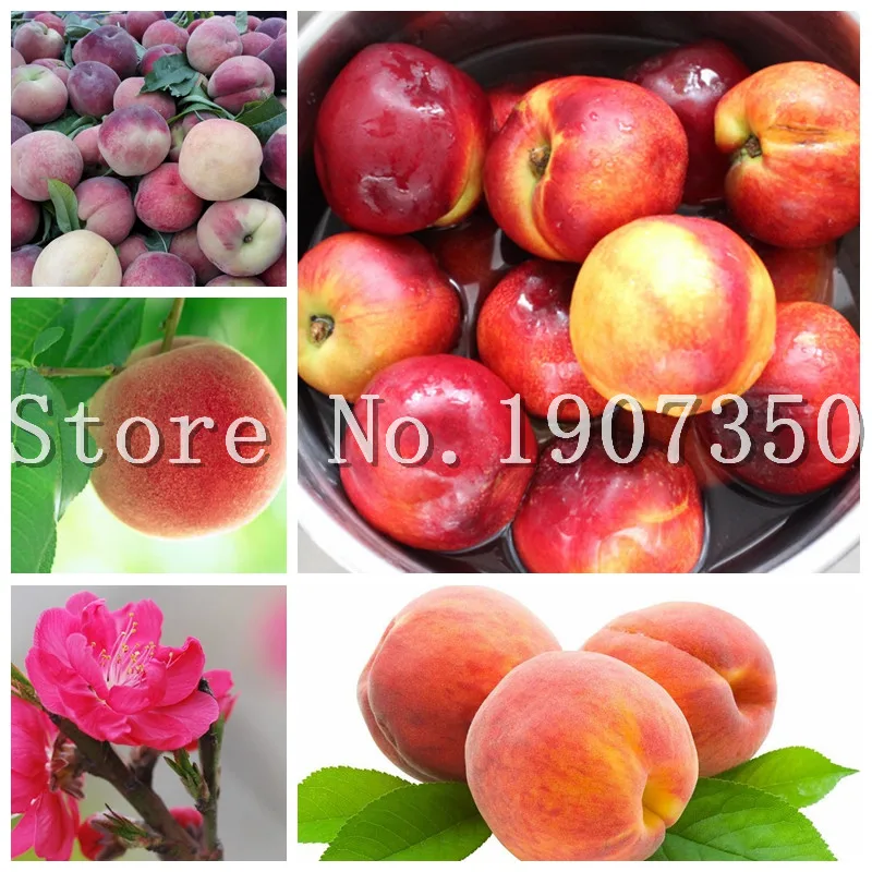 

Big promotion! 1 Pcs Sweet Peach plant Peach Tree Bonsai Dwarf Bonanza Peaches Bonsai Fruit plant For Home Garden Plants