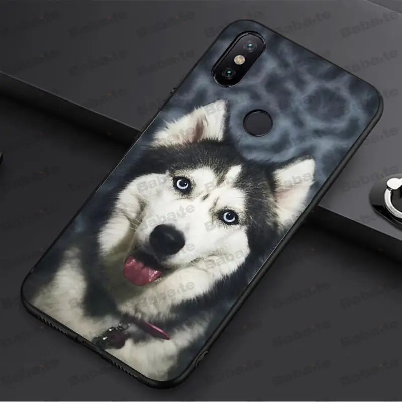 Animal Husky cute Puppy Dog
