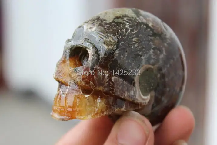 

FOSSILIZED SNAIL AMMONITE skull Healing