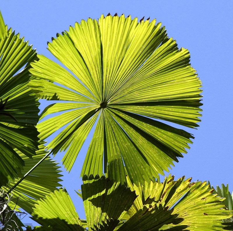 Комнатных растений Редкие Chrysalidocarpus лютесценс домашний декор бонсай арековая Пальма горшках бабочки Palm растения бонсай 5 шт