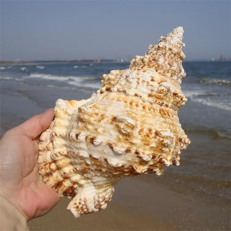 Купить Морские Раковины Большого Размера