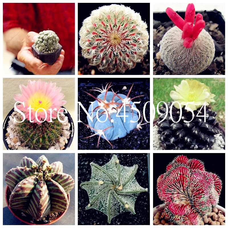 

200pcs Succulents vivas bonsai Rainbow Lithops Cactus bonsai Beautiful Flower bonsai Pseudotruncatella Perennial For Home Garden