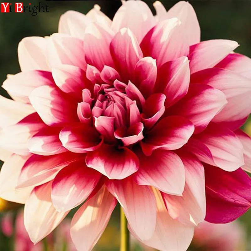 

Diamond Embroidery Flower 5D Diamond Painting Cross Stitch Scenic Full Square Home Decor Picture Of Rhinestones XY1