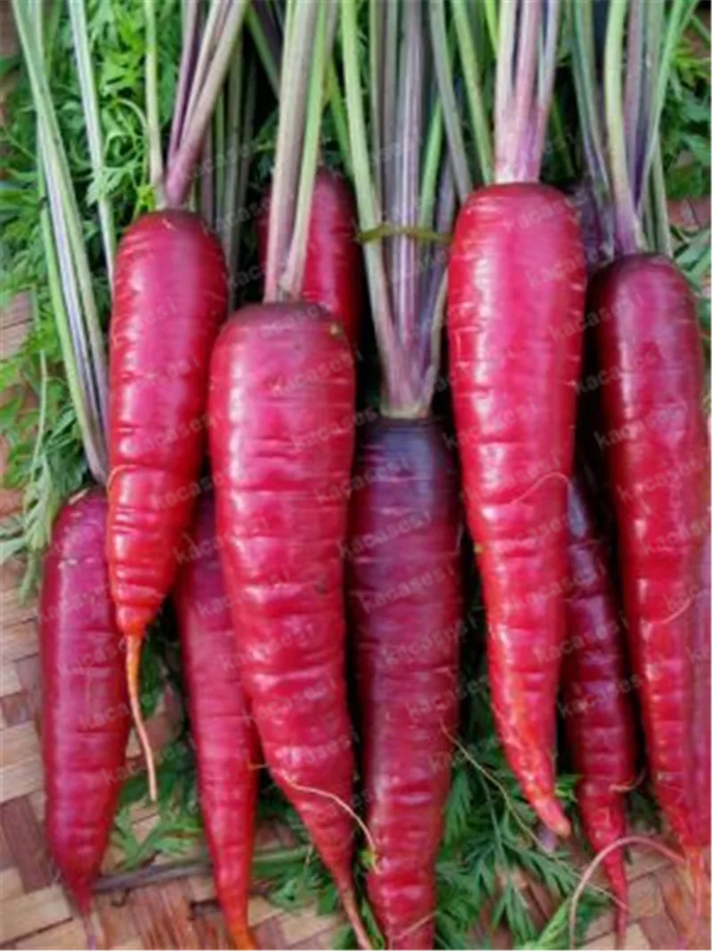 200 Pcs Multi Color Carrot Bonsai Healthy Fresh Vegetable Fruit Plants Good for Cooking, Heirloom Home Garden Plant