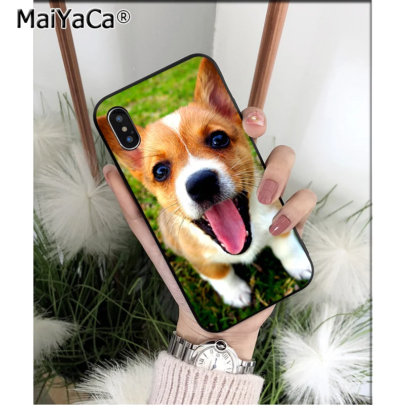 Animal Corgi dog