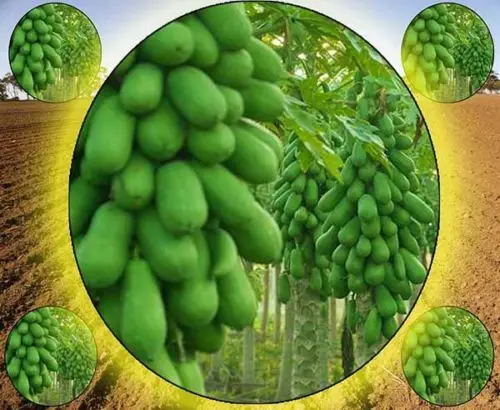 

30pcs THAI DWARF PAPAYA FRUIT ,HOLLAND, PAW PAW ORGANIC PAPAYA TOP 2015