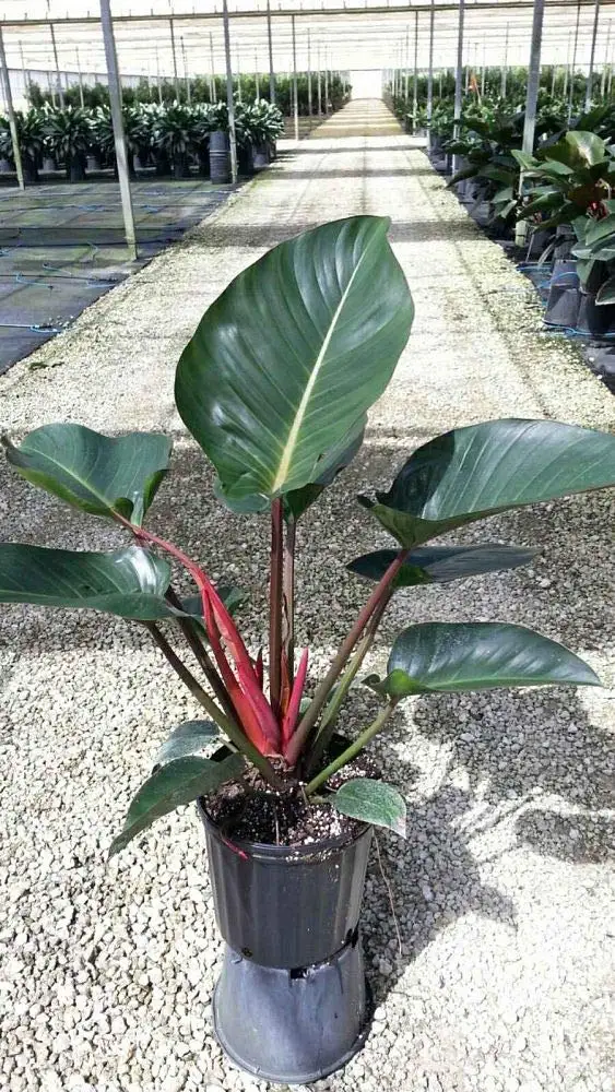

30 Pcs Red Philodendron Congo Rojo Live Plant Red Premium Foliage