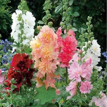 Real Sementes Factory Price Cheap New Home Garden bonsai 20pcs/lot Hollyhock Country Romance Mix Alcea Rosea Flower Real Sementes Factory Price Cheap New Home Garden bonsai 20pcs/lot Hollyhock Country Romance Mix Alcea Rosea Flower