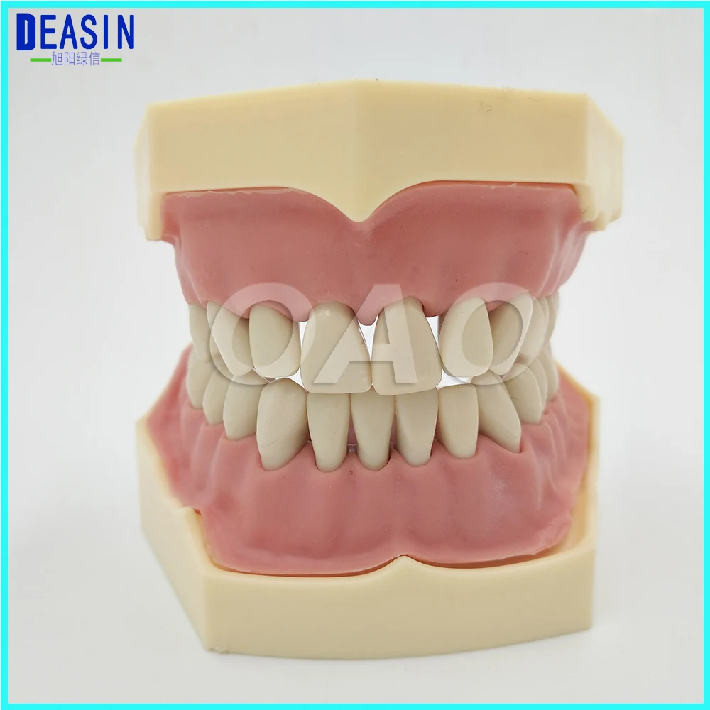 Dental Soft Gum Removable 28PCS Teeth Model Typodont Compatible NISSIN 200 and KAVO head model Dental Soft Gum Removable 28PCS Teeth Model Typodont Compatible NISSIN 200 and KAVO head model