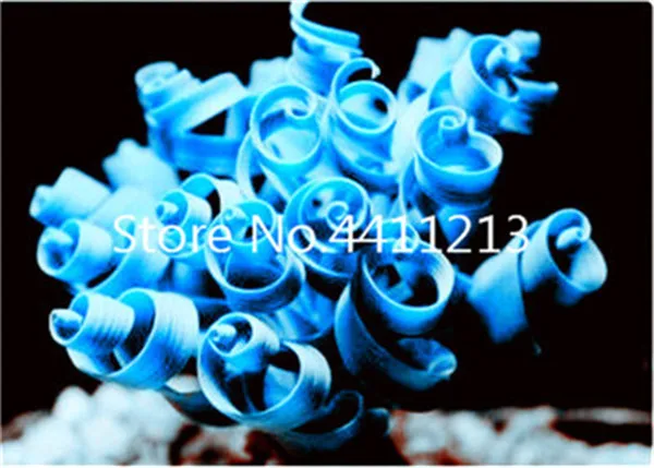 

2000pcs Blue spring grass Rare succulents plant Funny bonsai planting potted plants for home garden supplies flower easy to grow
