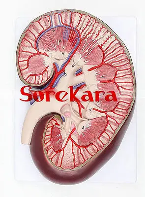 

Human Anatomical Kidney Dissection Organ Medical Teach Model School Hospital Hi-Q