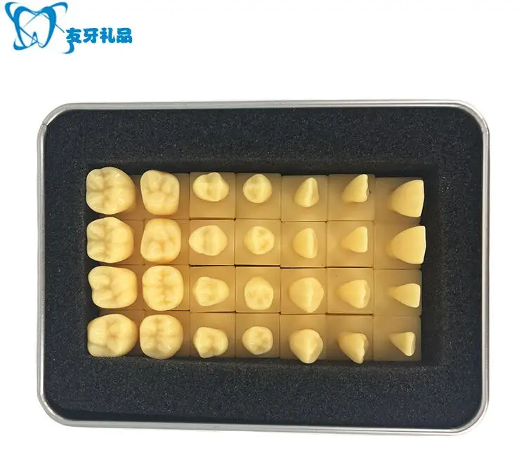 1.2 times Permanent teeth Carving teeth Dental model free shippingin