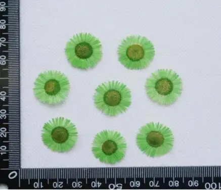 60 шт. прессованный высушенный Erigeron Annuus цветочный растительный гербарий для ювелирных изделий открытка с пригласительным билетом чехол для телефона Закладка DIY - Цвет: Золотой