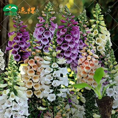 

Foxglove flower bonsais bonsailings saplings Fall Seasons kinds of flowers potted plants 10pcs