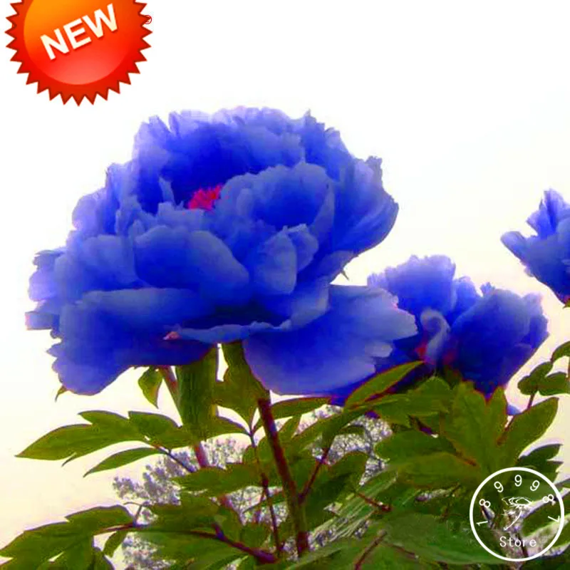 

New Fresh Chinese Peony Bonsai,Purple Blue Rare Species Peony Flower Plants,10 Particles / lot,#WWA399