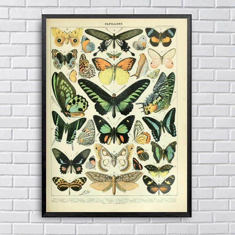 Diferentes tipos de insetos borboletas papillon gráfico arte quadros em  tela casa decoração da parede pintura 24x36 polegadas|Pintura e Caligrafia|  - AliExpress