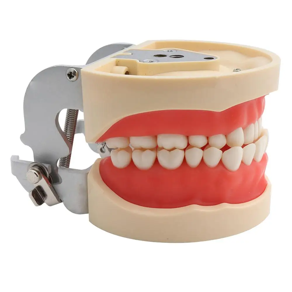 

Dental Teaching Model Standard Dental Typodont Model Demonstration With Removable Teeth 200H 32pcs Soft Gum
